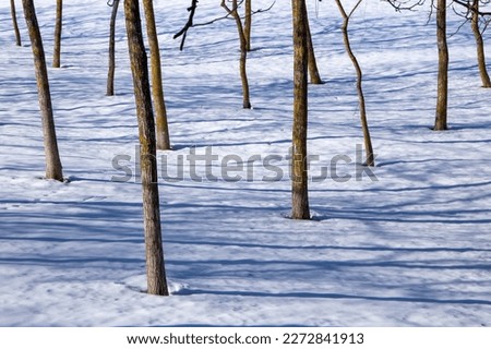 nature in the snow trees submerged by heavy snowfall italy
