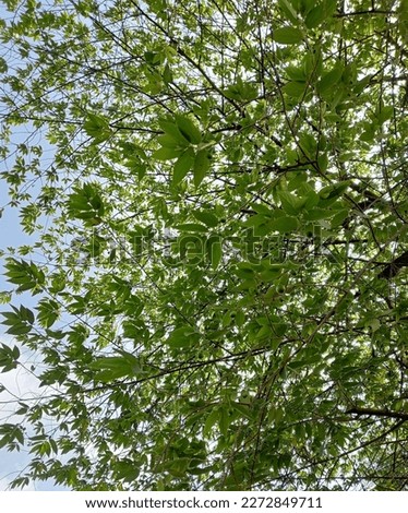 Green natural background of leaves