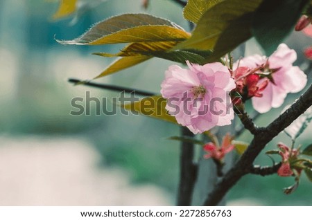 cherry tiny flowers in fruit tree in springtime