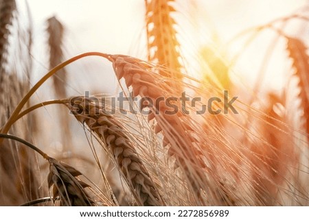 Closeup of Ears of wheat in the field at the sunset Farmers securing food supply and feeding the nation