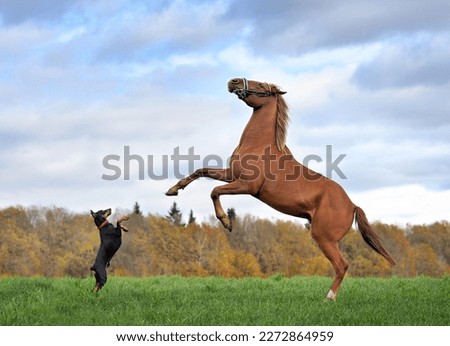 German Pinscher and red horse rearing on hind legs and looking to each other on fall background