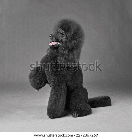 Beautiful black standard poodle giving his paw and sitting on a gray background Royalty-Free Stock Photo #2272867269