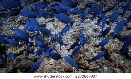 Underwater photo of shoal of fish at coral reef