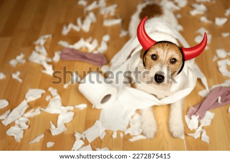 Funny, active naughty dog after biting, chewing a toilet paper. Pet mischief, puppy training. Separation anxiety. Royalty-Free Stock Photo #2272875415