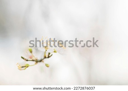 Close-up of white cherry blossom branch in the rays of light
