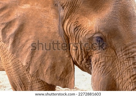 Detail of elephant head during safari in Africa