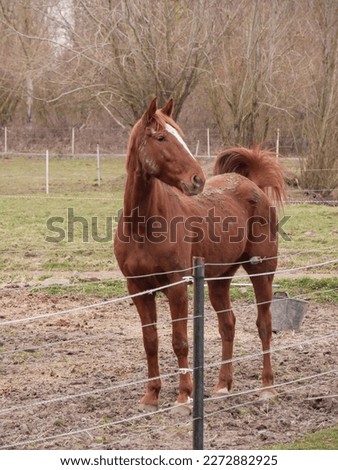 Brown horse with a white spot on the forehead, behind an electric fence, in an riding school
