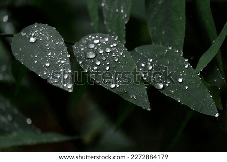 In Selective focus many rain droplets on tropical plant leaves with dark background 