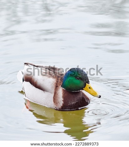 Male Mallard duck swimming on a pond picture with reflection in water. One mallard duck quacking on a lake.