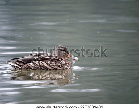 Female Mallard duck swimming on a pond picture with reflection in water. One mallard duck quacking on a lake.