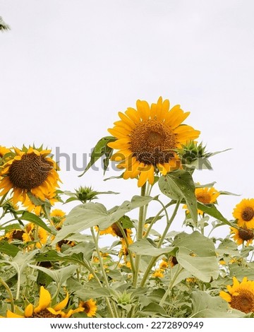 Sunflowers or helianthus field picture. 