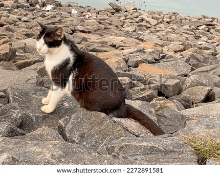cat sits on a rock by the lake