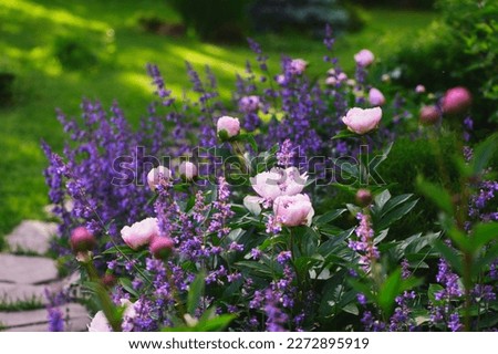 perennial flowers in summer - catmint (nepeta) and peony blooming together. Beautiful plants combination for english private garden, companion plants in landscape design Royalty-Free Stock Photo #2272895919