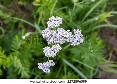 White yarrow flowers, top view. A bloom yarrow meadowland for publication, design, poster, calendar, post, screensaver, wallpaper, postcard, banner, cover, website. High quality photography