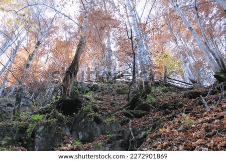 Forest in autumn view from below on white tree trunks with almost already fallen orange leaves