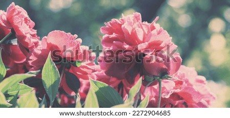 Vintage flowering peony flowers in a garden