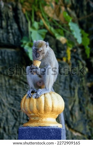 The crab-eating macaque (Macaca fascicularis), also known as the long-tailed macaque