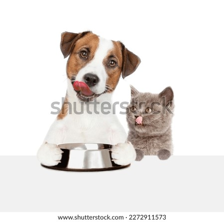Licking lips Jack russell terrier puppy holding empty bowl above empty white banner near tiny kitten. isolated on white background