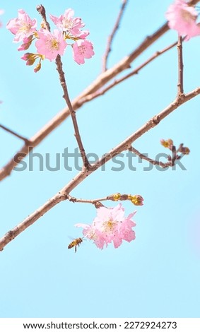  Selective focus of beautiful branches of pink Cherry blossoms on the tree under blue sky, Beautiful Sakura flowers during spring season in the park, Flora pattern texture, Nature floral background.  