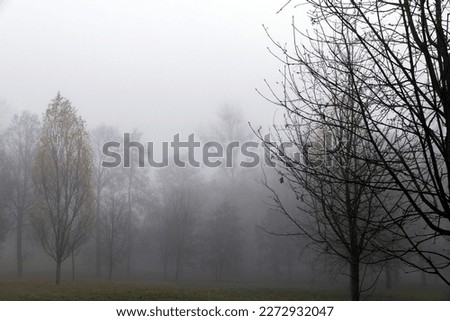 Bare deciduous trees in autumn cold weather, cloudy weather in late autumn Royalty-Free Stock Photo #2272932047