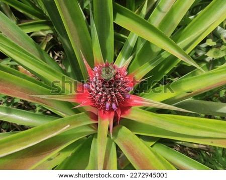 Pineapple tree flowers that are beautiful in color