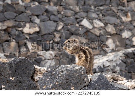 Chipmunk with a peanut, one of the rather big colonies at the island. Appearing close to stone walls, where they have their nests and a place to hide. Fuerteventura, Canary Islands, Spain. 