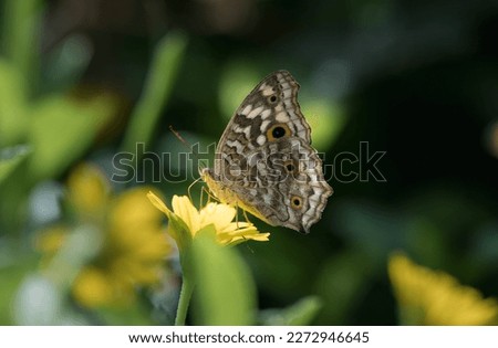 Lemon Pansy butterfly feeding on a wild flower