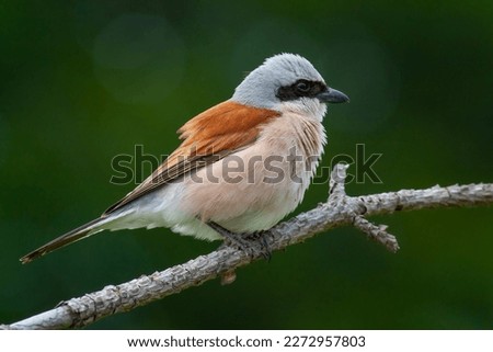 bird looking around  in woodland, Red-backed Shrike, Lanius collurio Royalty-Free Stock Photo #2272957803