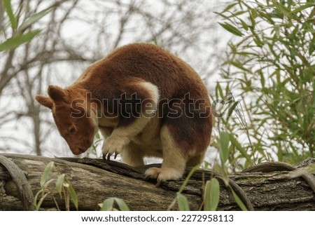 Dendrolagus, a body view of a tree kangaroo perched on a branch