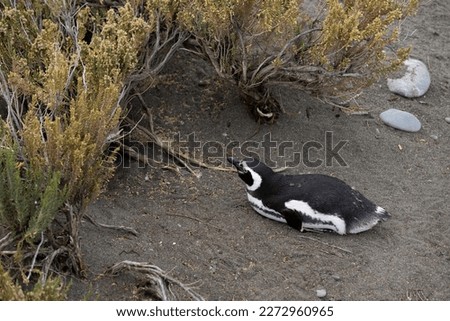 Magellanic penguin at the beach of Cabo Virgenes at kilometer 0 of the famous Ruta40 in southern Argentina, Patagonia, South America 