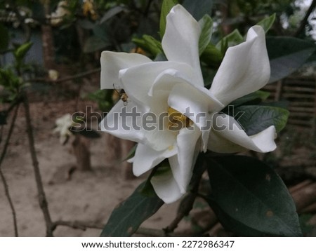 Gardenia is one of the most fragrant flowers. Here are some photos of Gardenia flowers from my garden.