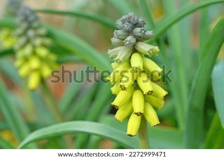 Muscari macrocarpum 'Golden Fragrance' in flower. Royalty-Free Stock Photo #2272999471