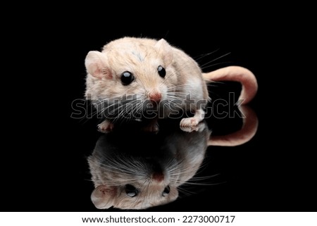 Gerbil fat tail on isolated background, Cute Garbil fat tail closeup on black background