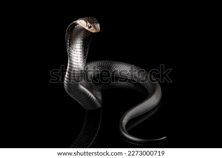 Naja sputatrix closeup on isolated background, Javanese cobra snake closeup in a defensive position