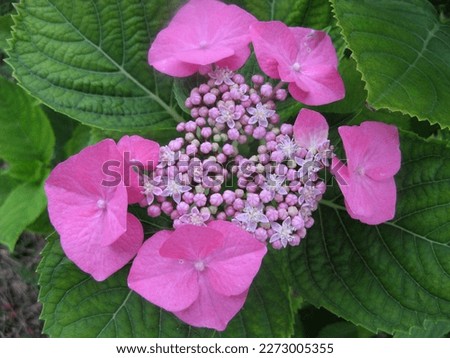 Hydrangea Masmi with large and small inflorescences on a background of green leaves. The beauty of flowering plants in summer and autumn. Screensaver, picture, postcard