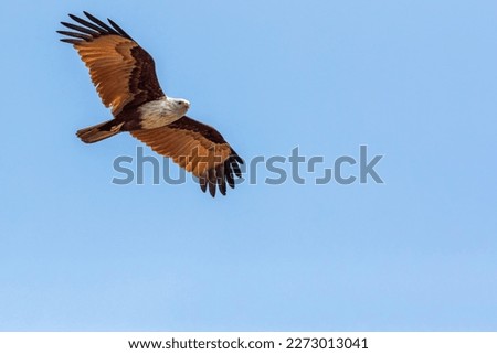 A Red Backed Sea eagle flying high in blue sky