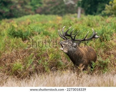 Red Deer Stag Bellowing in a Meadow Royalty-Free Stock Photo #2273018339