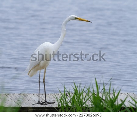Great egret, Ardea alba. A bird stands on a bridge by the river, looking into the water Royalty-Free Stock Photo #2273026095