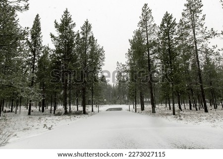 Snowy Road in the Trees
