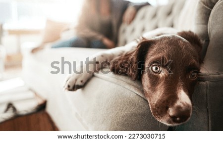 Adorable sad dog, relax and sofa lying bored in the living room looking cute or tired with fur at home. Portrait of relaxed animal, pet or puppy with paws on the couch interior relaxing at the house