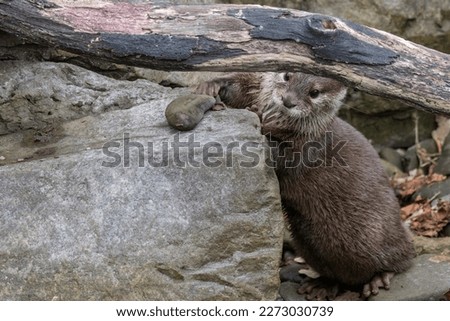 Adult otter among stones outdoors.