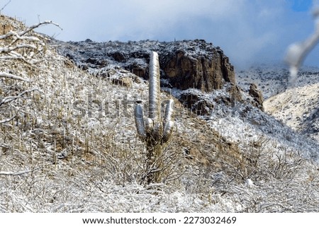 Rare snow in the Sonoran Desert. Saguaro cacti and other cactus covered in snowfall. An unusual winter storm in March of 2023 left the Catalina Mountains snowed in. Tucson, Arizona, USA.