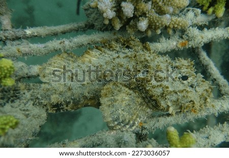 A Stone fish  is covered in green algae and at the coral plantation underwater in Sanur Bali Indonesia