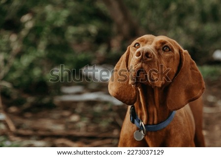 Purebred Hungarian Vizsla dog portrait in nature. Beautiful golden-rust colored Magyar Vizsla during walk in a forest, Hungarian pointer in collar close up photo on blurred background.