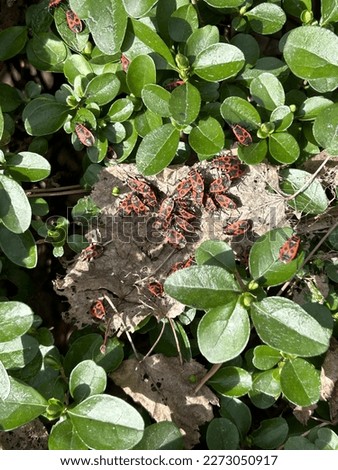A group of red bedbugs in green foliage under the sun