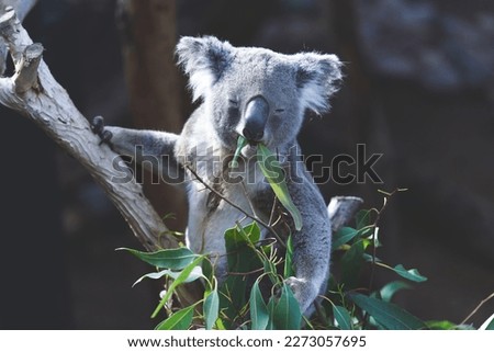 Koalas typically inhabit open Eucalyptus woodland, as the leaves of these trees make up most of their diet. 