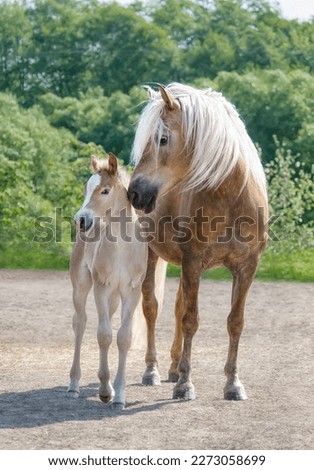 Haflinger horses, mare with young foal standing side by side, the mother turns to its baby horse Royalty-Free Stock Photo #2273058699