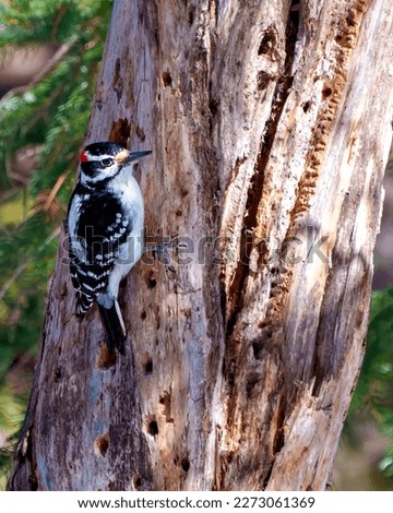 Woodpecker male close-up rear view climbing a tree trunk with a coniferous forest background in its environment and habitat surrounding. 
