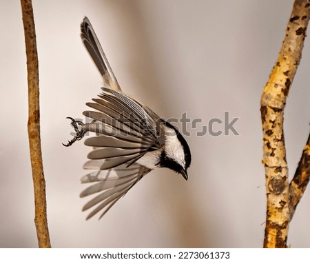 Chickadee close-up profile view flying and making a landing on a tree branch with a white background in its environment and habitat surrounding. Open wings. Spread wings.