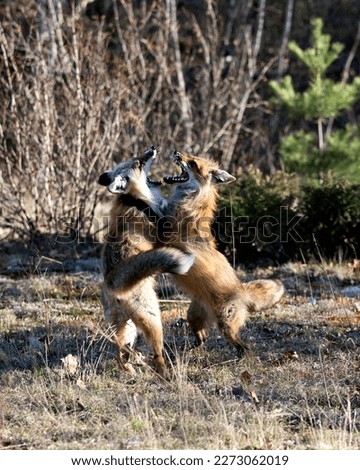 Foxes trotting, playing, fighting, revelry, interacting with a behaviour of conflict in their environment and habitat with a blur forest background in the spring season. Fox Image. Picture. Portrait. 